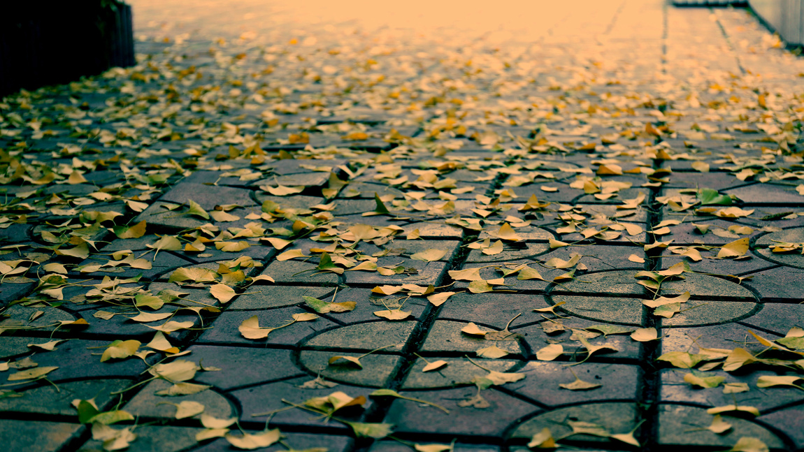 老校区校园一角